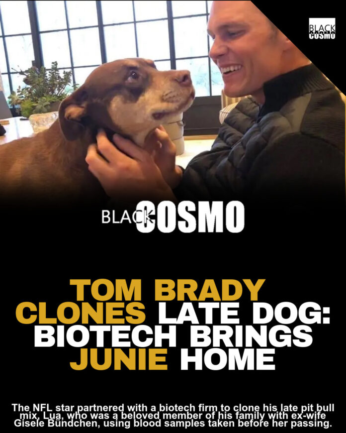 Tom Brady’s New Dog: Junie Is Clone of Late Lua Tom Brady’s New Dog: Junie Is Clone of Late Lua