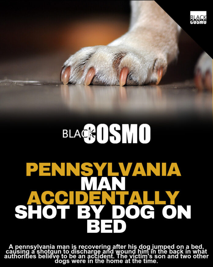 Dog Fires Shotgun: PA Man Hospitalized in Accidental Shooting Dog Fires Shotgun: PA Man Hospitalized in Accidental Shooting