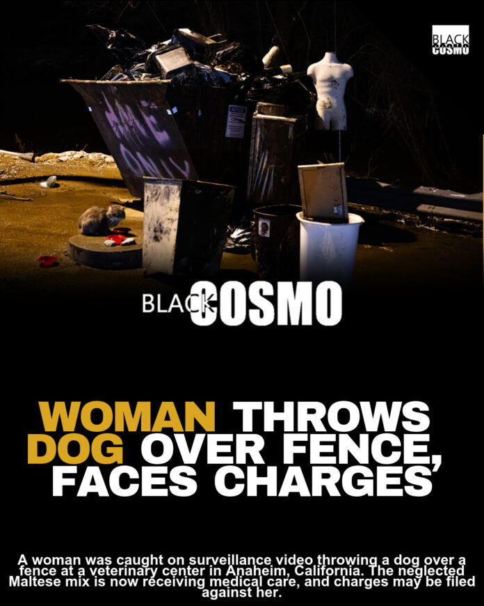 Dog Abandonment Caught on Camera: Outrage & Investigation – BlkCosmo Cover