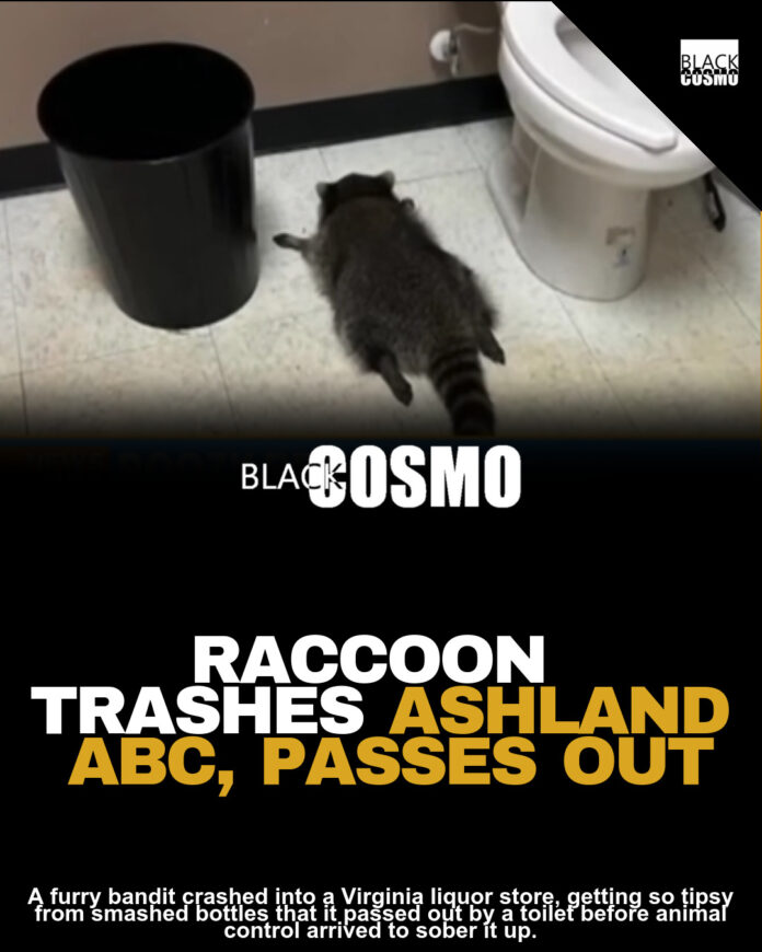Raccoon Invades Virginia Liquor Store, Gets Drunk And Passes Out In The Bathroomย Raccoon Invades Virginia Liquor Store, Gets Drunk And Passes Out In The Bathroomย
