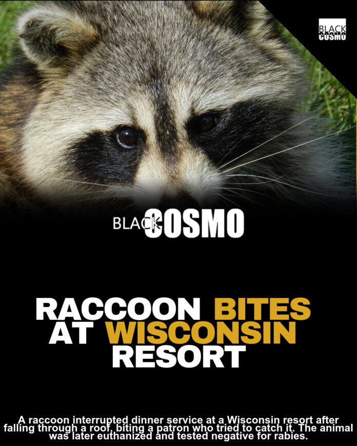 Raccoon Falls Through Ceiling at Wisconsin Restaurant, Bites Patron During Dinner Raccoon Falls Through Ceiling at Wisconsin Restaurant, Bites Patron During Dinner
