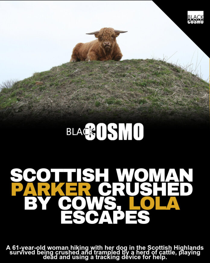 Scottish Woman Survives Being Trampled by Herd of Cows While Hiking With Her Dog Scottish Woman Survives Being Trampled by Herd of Cows While Hiking With Her Dog