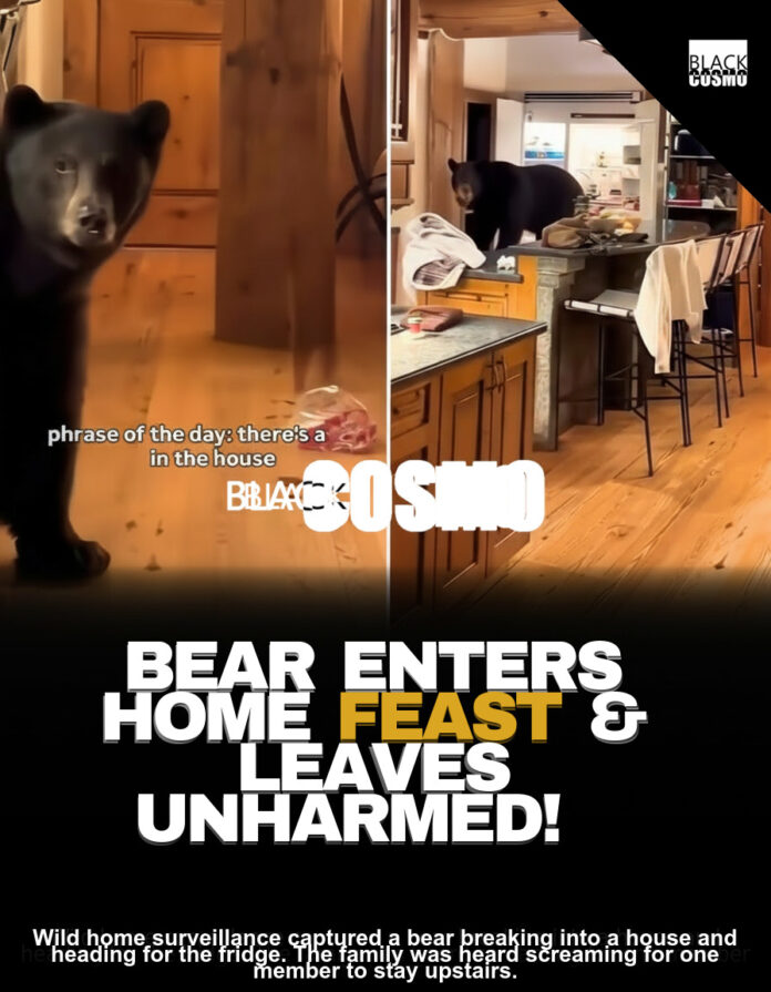 Bear Walks Into Home: Wild Footage! Bear Walks Into Home: Wild Footage!